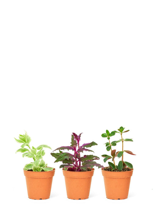 Tiny Jungle Trio - Exquisite Baby Tropical Plants