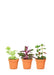 Luxe Tropical Plant Trio - Elegant Baby Plant Set