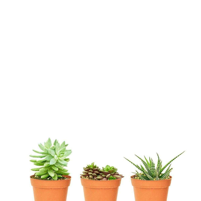 Chic Succulent Set: Stylish Trio for Modern Home Aesthetics