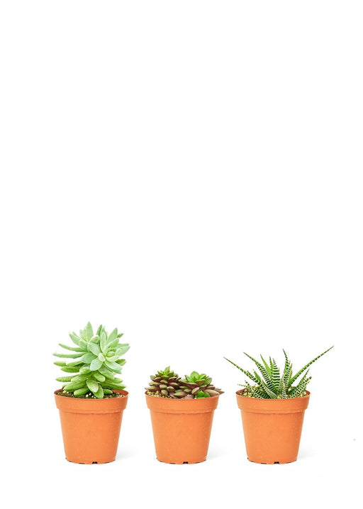 Elite Interior Botanical Bundle - Aesthetic Succulent Trio Eco-Friendly Interior Greenery Trio