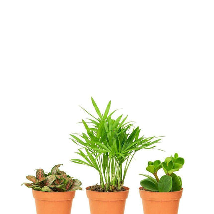 Charming Pet-Safe Plant Trio for a Stylish Home Decor