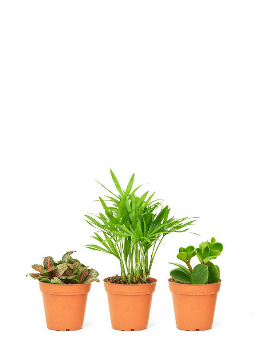 Pet-Friendly Mini Plant Bundle for Safe Spaces