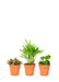 Pet-Friendly Mini Plant Trio for a Serene Home