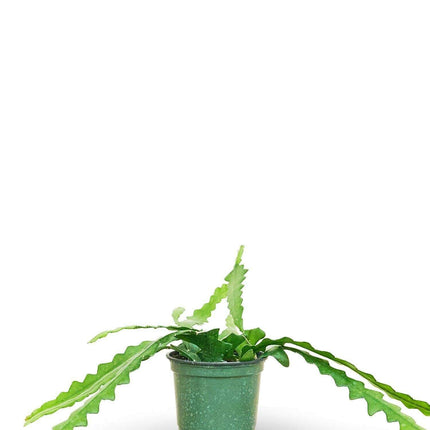 Zig-Zag Fishbone Cactus: A Unique Succulent for Your Indoor Oasis