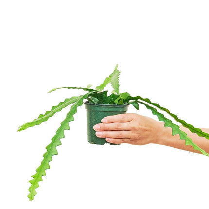 Zig-Zag Fishbone Cactus: A Unique Succulent for Your Indoor Oasis