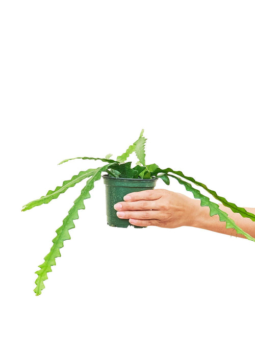 Zig-Zag Fishbone Cactus for Pet-Friendly Indoor Gardens