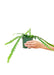Zig-Zag Fishbone Cactus: Exotic Pet-Friendly Succulent for Indoor Gardens
