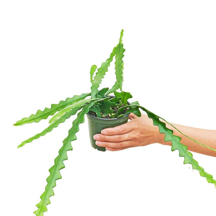 Zig-Zag Fishbone Cactus: A Unique Succulent for Your Indoor Oasis