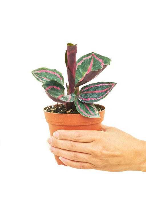 Petite Calathea 'Dottie' - Exquisite Plant with Striking Black and Pink Foliage