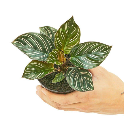 Stylish Duo of Calathea 'Pinstripe' and Prayer Plant - Modern Green Accents for Your Home