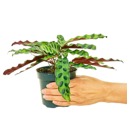 Petite Rattlesnake Calathea - A Touch of Elegance in Your Home