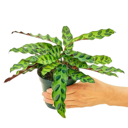 Petite Rattlesnake Calathea - A Touch of Elegance in Your Home