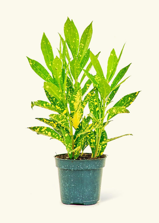 'Gold Dust' Croton Plant - Vibrant Green and Yellow Foliage