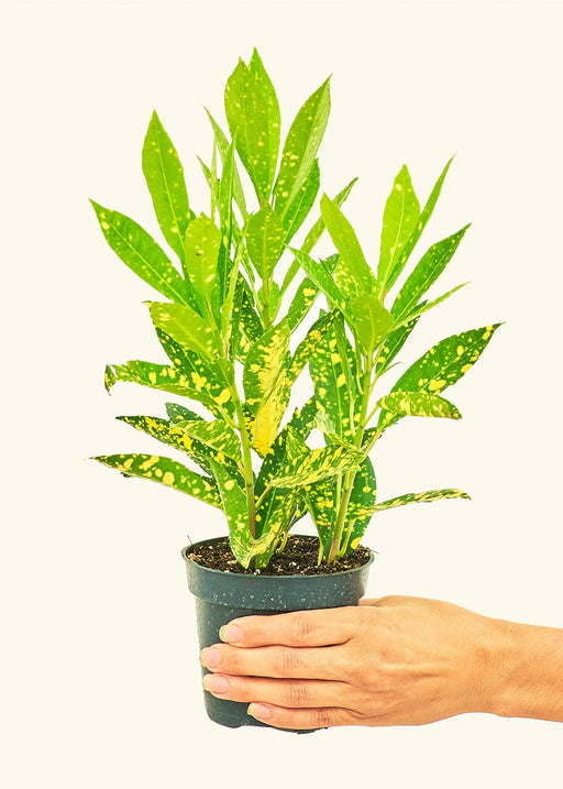 'Gold Dust' Croton Plant - Vibrant Green and Yellow Foliage