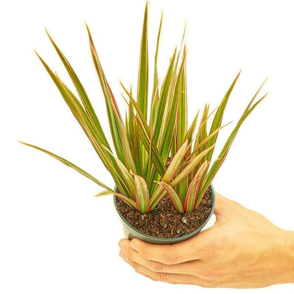 Charming Green and Pink Dragon Tree: The Perfect Indoor Companion for Effortless Style