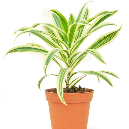 Elegant Dracaena 'Song of India' - Premium Indoor Plant for Luxe Home Styling