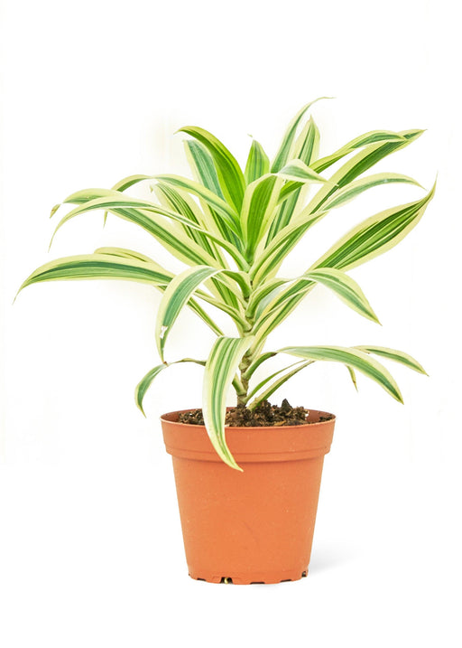 Dracaena 'Song of India' in Small Size