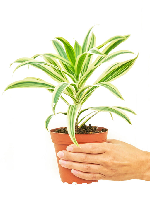 Dracaena 'Song of India' - Petite Beauty for Your Home