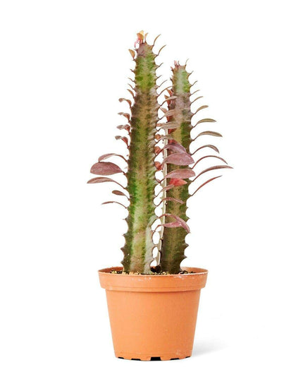 Vibrant Petite African Milk Tree - Eye-Catching Red and Green Succulent Delight