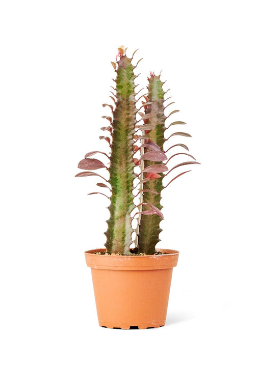 Petite African Milk Tree - Elegant Red and Green Succulent Beauty