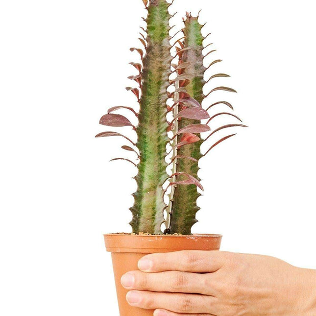 Vibrant Petite African Milk Tree - Eye-Catching Red and Green Succulent Delight