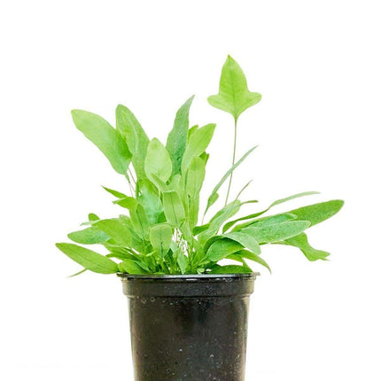 Maison d'Elite Premium Blue Star Fern - Luxurious Indoor Plant Collection