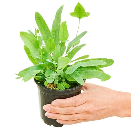Maison d'Elite Premium Blue Star Fern - Luxurious Indoor Plant Collection