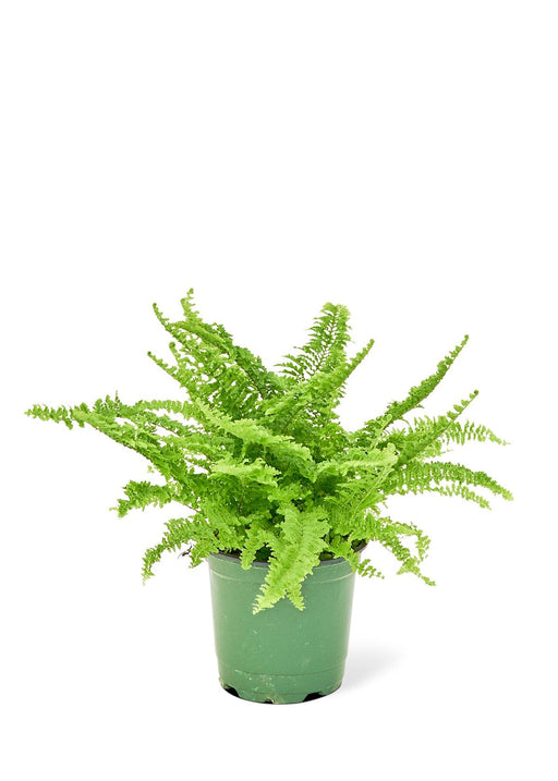 Elite Air-Purifying Boston Fern: Stylish Indoor Plant with NASA Certification