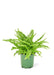 Elite NASA-Certified Air-Purifying Boston Fern: Stylish Indoor Plant for Cleaner Air