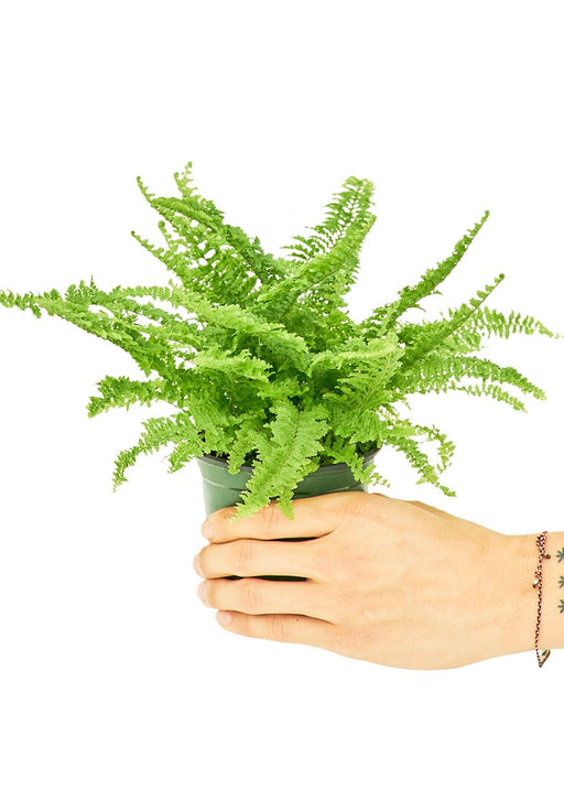 Compact Boston Fern with Air Purifying Qualities, Petite