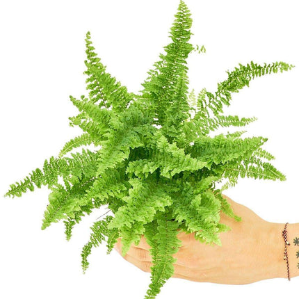 Premium Indoor Boston Fern: NASA-Approved Air Purifier for Stylish Home Environments