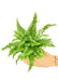Elite NASA-Certified Air-Purifying Boston Fern: Stylish Indoor Plant for Cleaner Air - Refresh Your Space with the Elite NASA-Approved Boston Fern