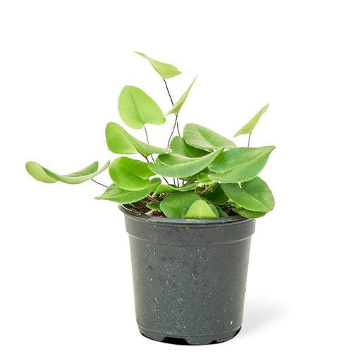 Pet-Friendly Heartleaf Fern - Petite Indoor Plant for Plant and Pet Enthusiasts