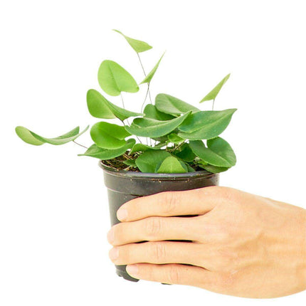 Pet-Safe Charming Heartleaf Fern: A Delightful Touch of Green for Animal Lovers