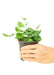 Heartleaf Fern: Petite Indoor Plant for Plant and Pet Enthusiasts - Perfect for Pet-Friendly Homes