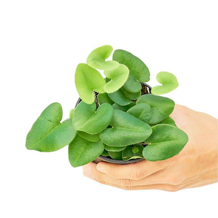 Pet-Safe Charming Heartleaf Fern: A Delightful Touch of Green for Animal Lovers