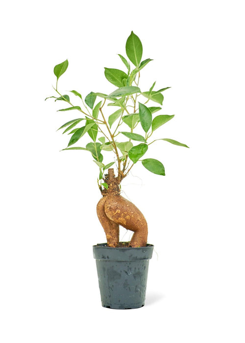 Compact Ficus 'Ginseng' Bonsai: Elegant Greenery for Upscale Home Decor