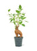 Elegant Ficus 'Ginseng' Bonsai: Petite Greenery for Sophisticated Home Decor