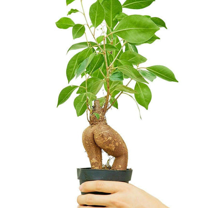 Luxurious Ficus 'Ginseng' Bonsai: A Stunning Greenery Accent for Modern Interiors
