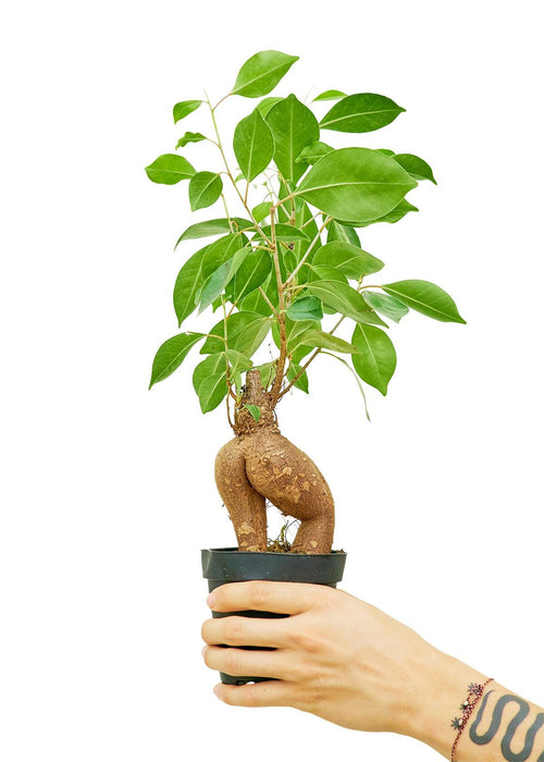 Elegant Ficus 'Ginseng' Bonsai: Petite Greenery for Sophisticated Home Decor