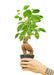 Compact Ficus 'Ginseng' Bonsai: Elegant Greenery for Upscale Home Decor