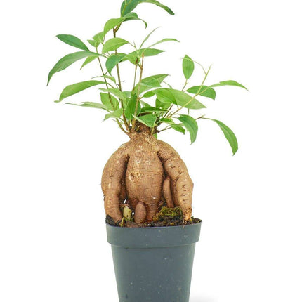 Luxurious Ficus 'Ginseng' Bonsai: A Stunning Greenery Accent for Modern Interiors