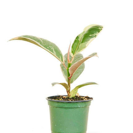 Petite Elegance Ficus 'Tineke' Rubber Tree - Chic Interior Accent for Modern Spaces