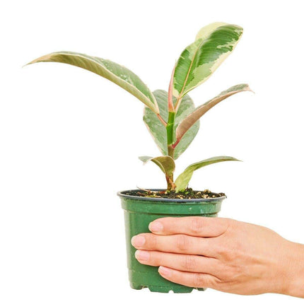 Petite Elegance Ficus 'Tineke' Rubber Tree - Chic Interior Accent for Modern Spaces