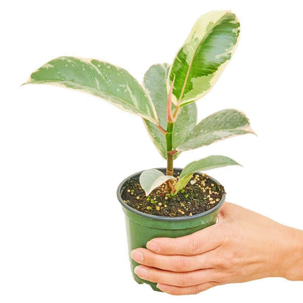 Petite Elegance Ficus 'Tineke' Rubber Tree - Chic Interior Accent for Modern Spaces