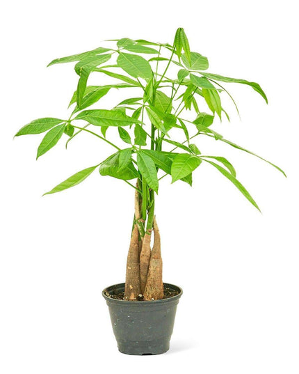 Chic Braided Money Tree Set with Personalized Planter: Elevate Your Home Aesthetics