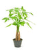 Elite Interior Design: Braided Money Tree with Custom Planter for Prosperity