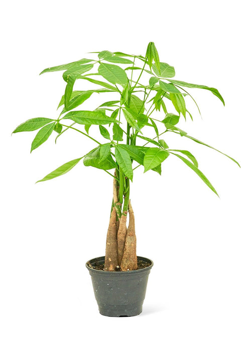 Elite Braided Money Tree: Bring Prosperity and Luck to Your Space