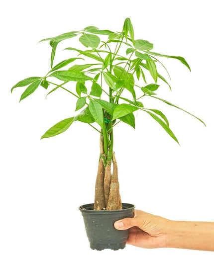 Chic Braided Money Tree Set with Personalized Planter: Elevate Your Home Aesthetics