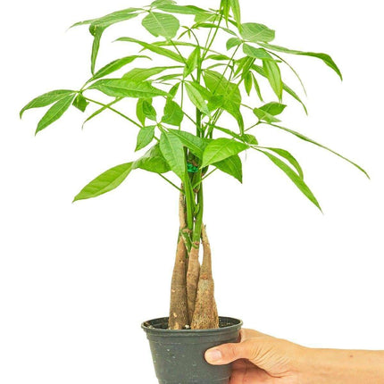 Elegant Prosperity: The Braided Money Tree for Abundance